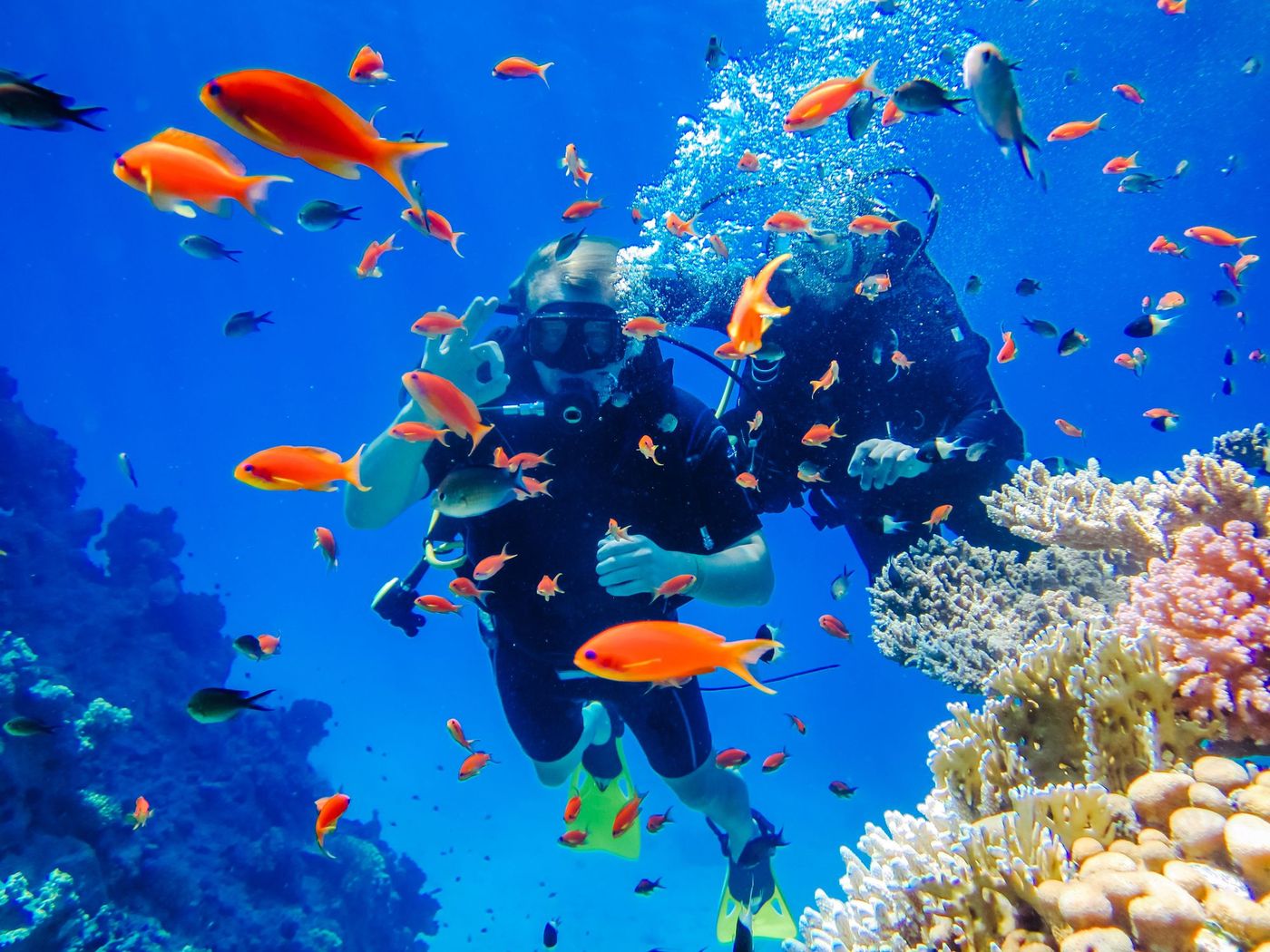 Plongée Egypte Poissons