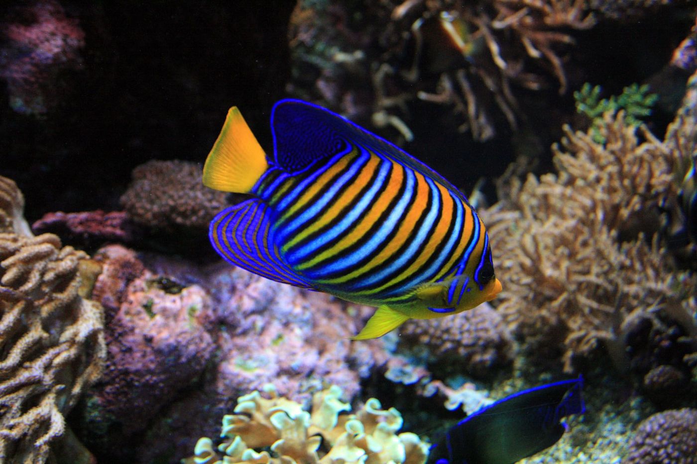 Poisson ange Ile Maurice