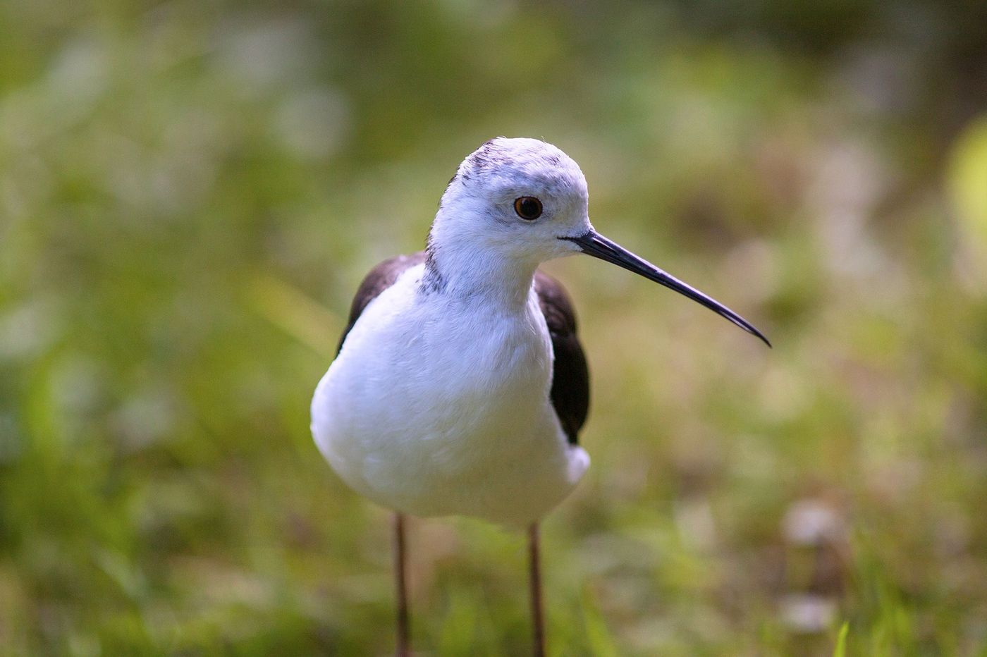 Poitou Oiseau