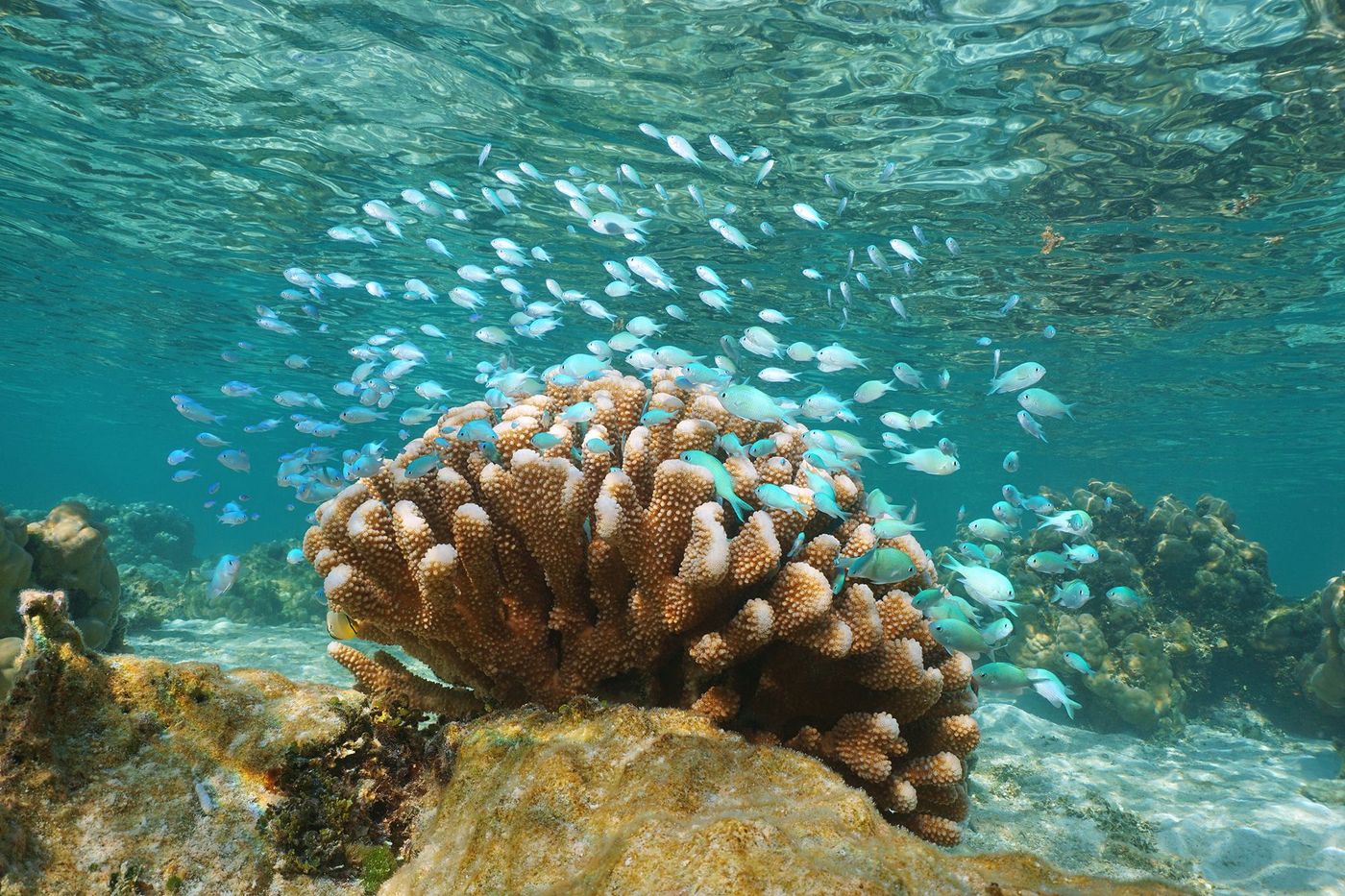 Polynésie Tahaa