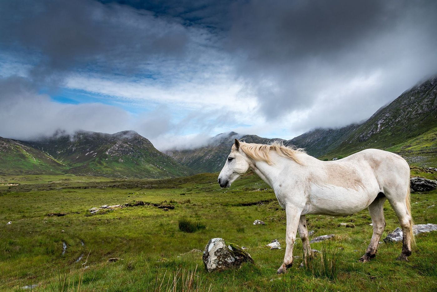 Poney Connemara