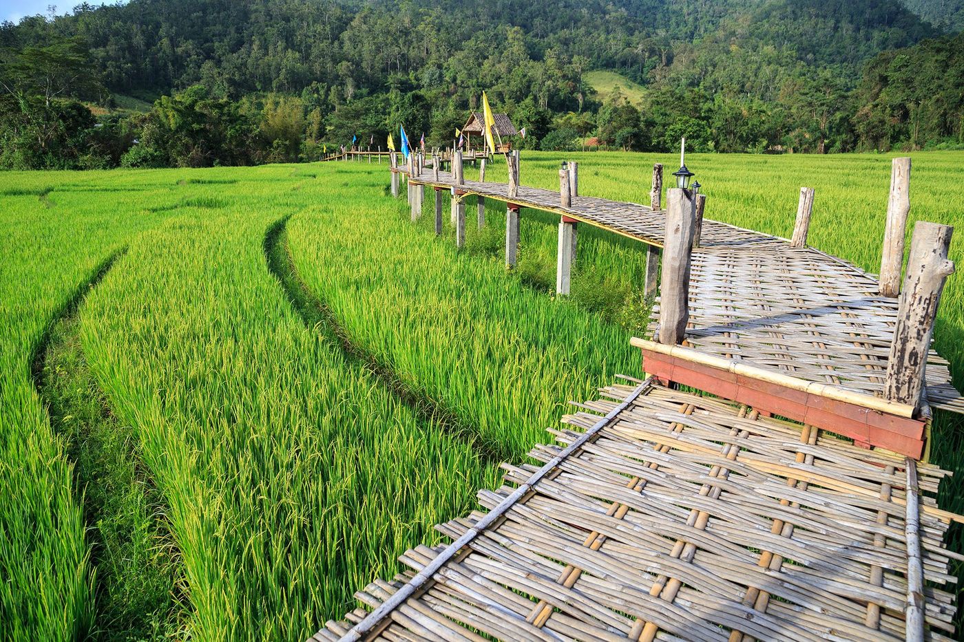 Pont en bambou - Pai