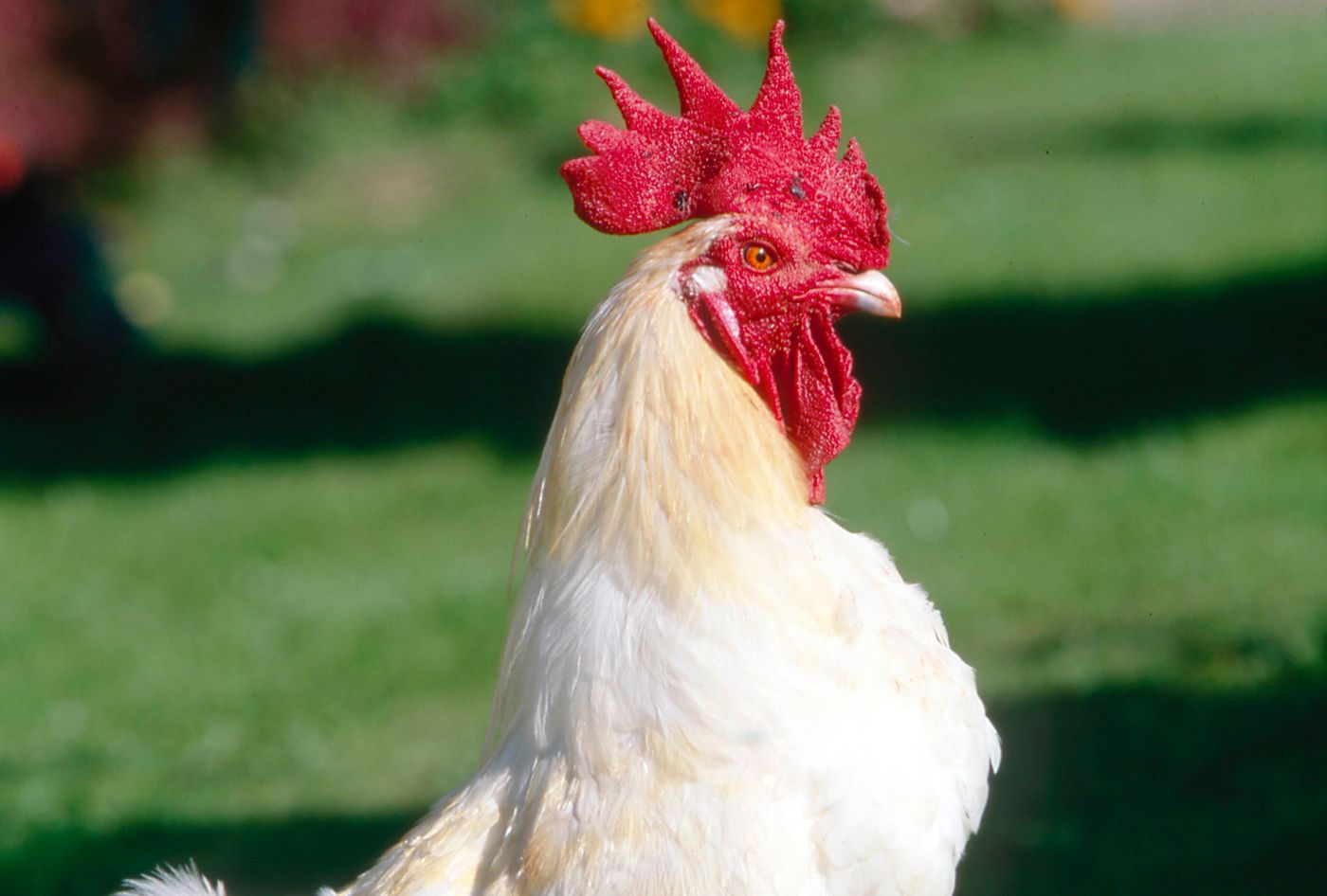 Poulet Bresse Bourgogne