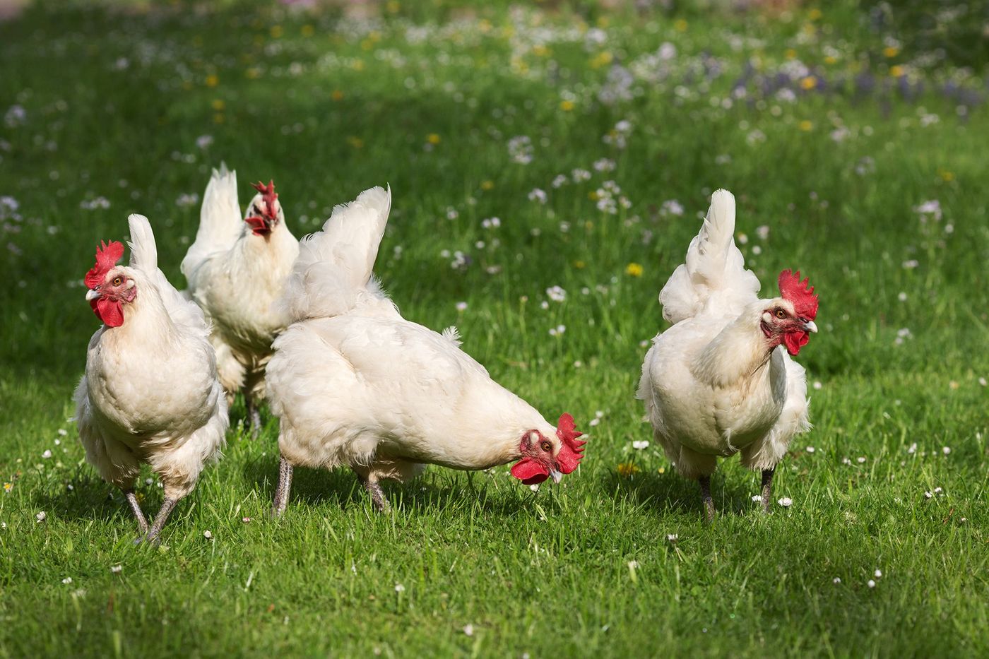Poulets de Bresse