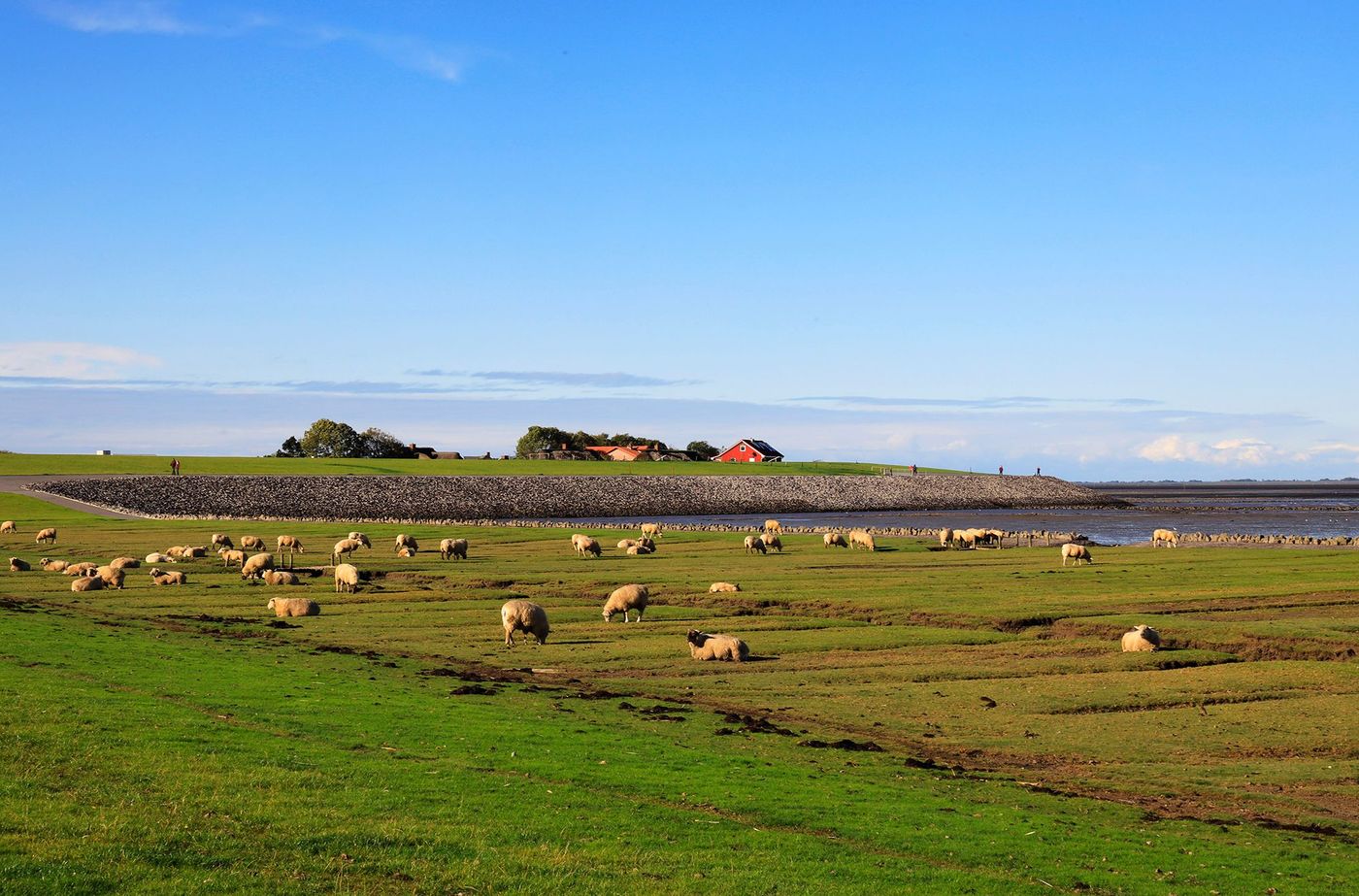 Pré salé de Nordstrand