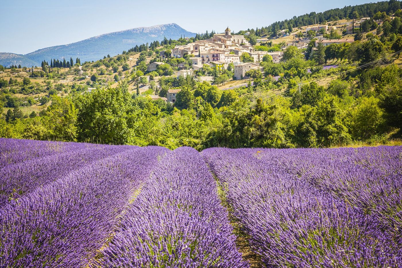 Provence Aurel