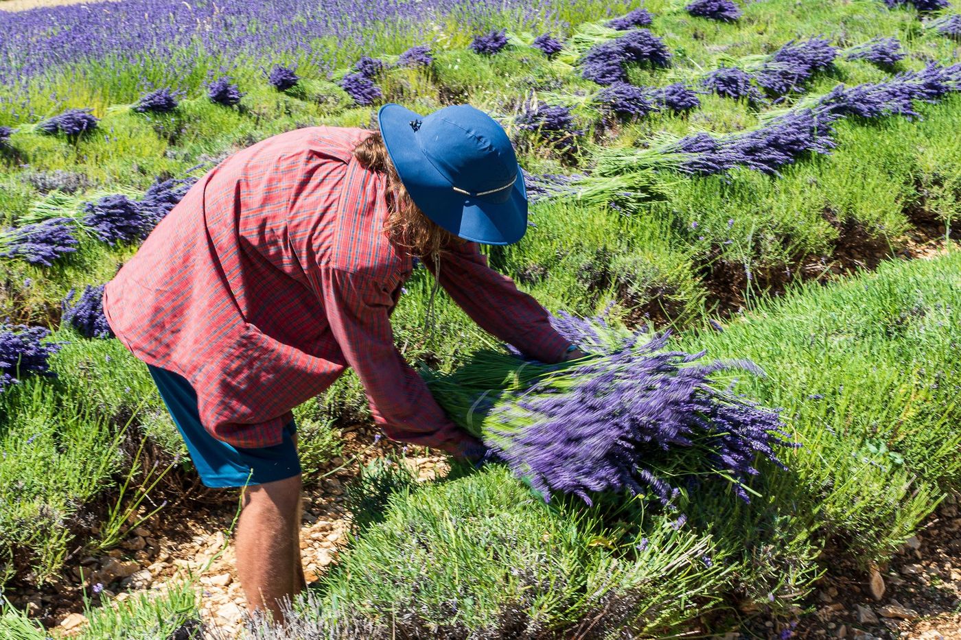 Provence Plateau de Sault Lavande