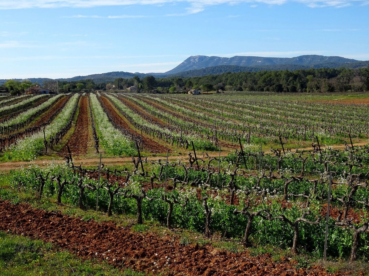 Var Vignes
