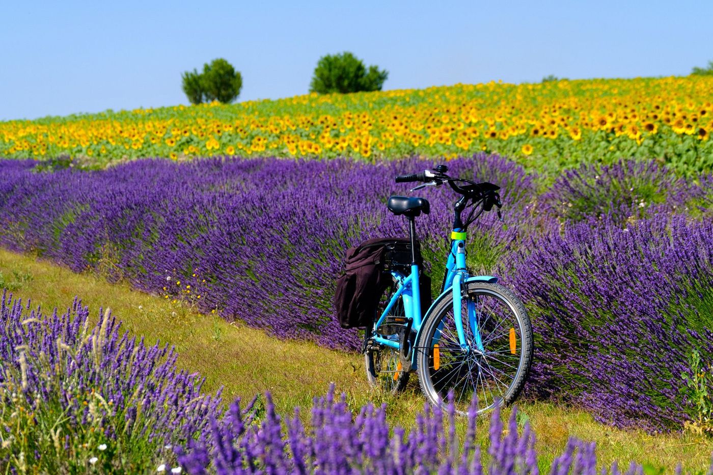 Provence vélo lavande