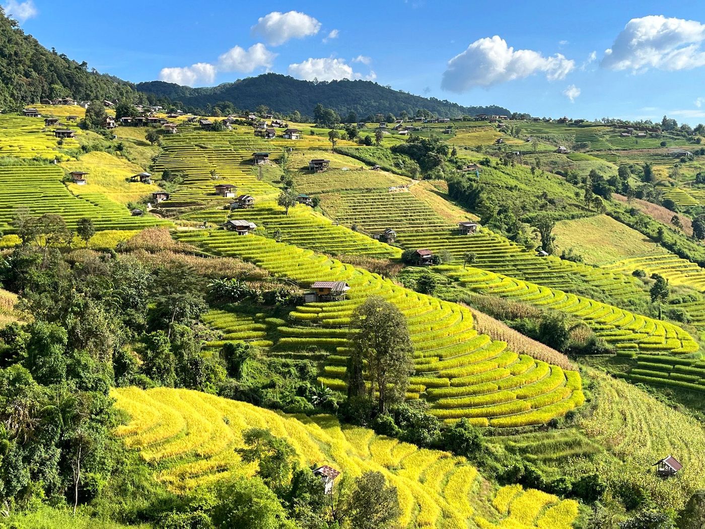 Rizières de la province de Chiang Mai