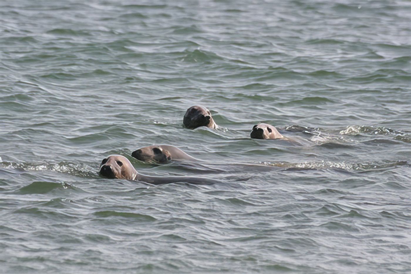 Les phoques à Cape Cod