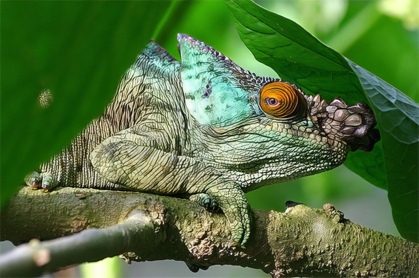 Caméléon