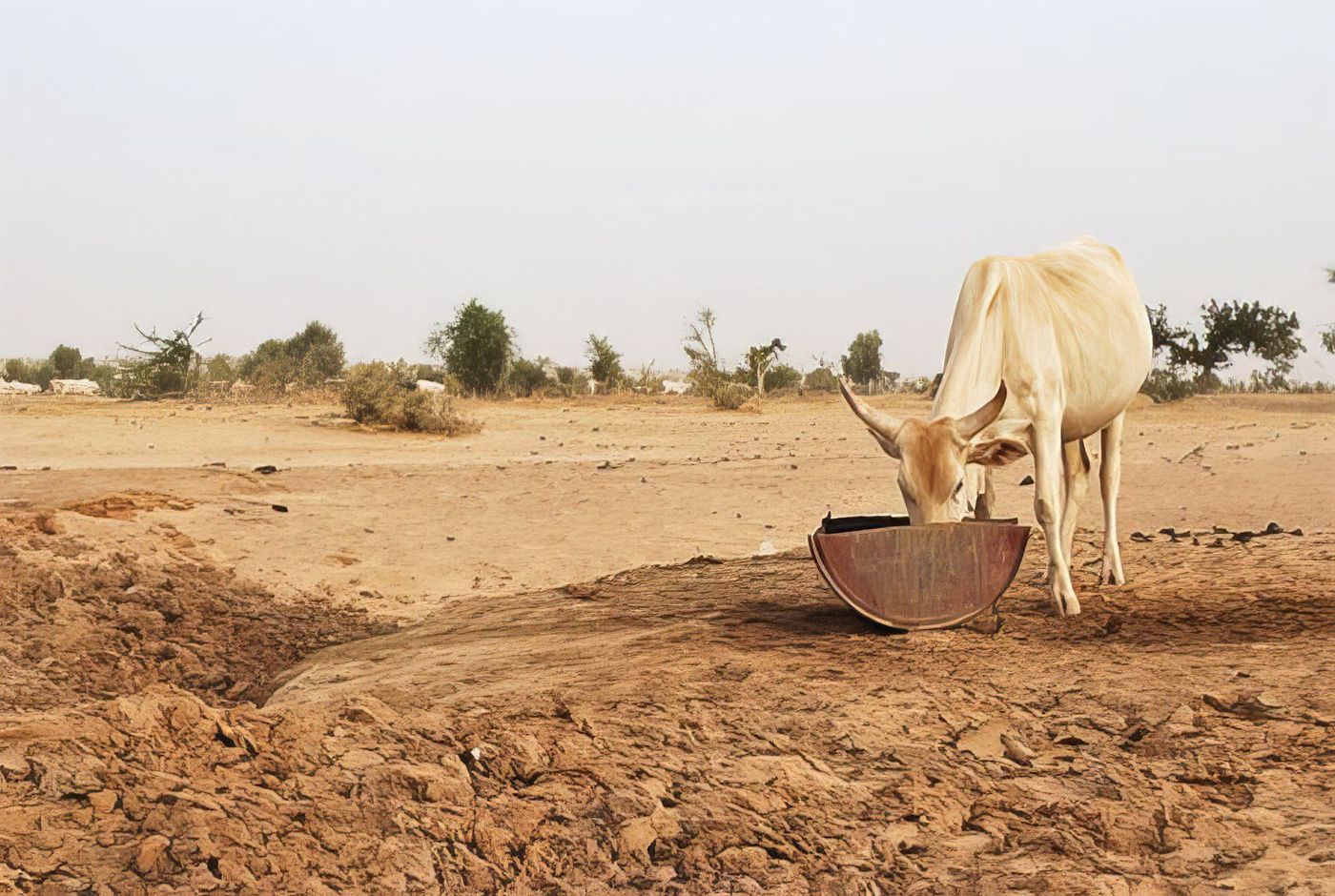 Les vaches sacrées du Fouta Toro - Sénégal