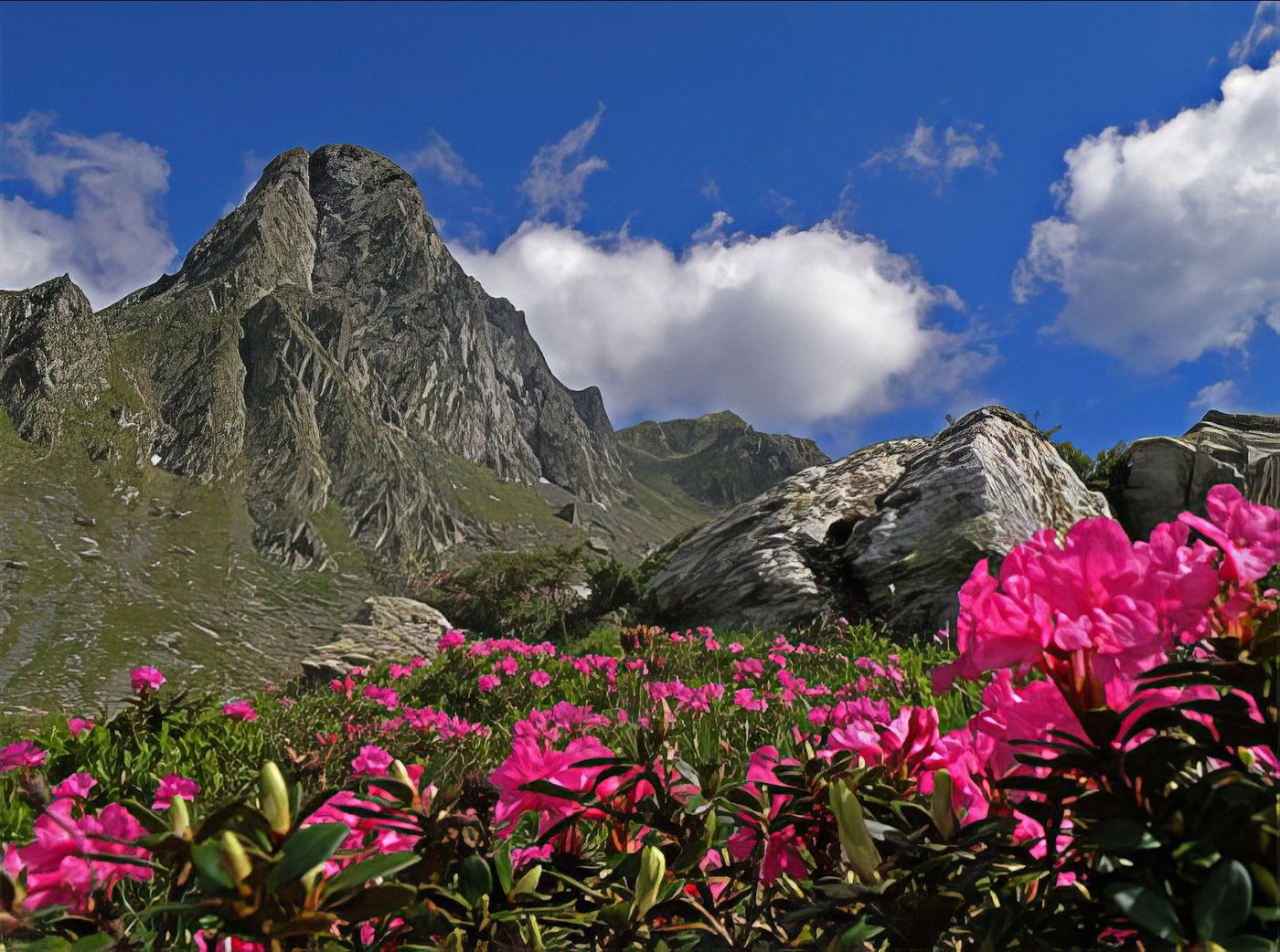Rhododendron dans les montagnes de Fagaras
