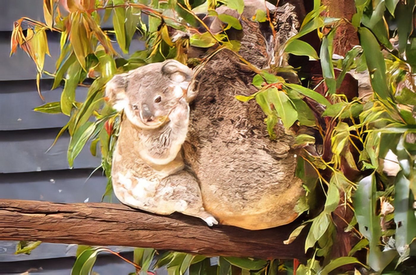 Maman et bébé koala