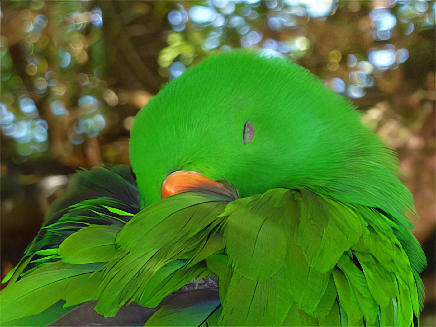 Perroquet dans le parc des oiseaux