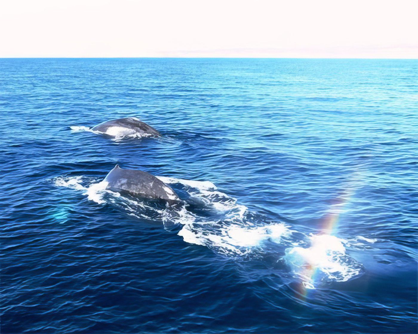 Baleines à bosses dans le grand bleu