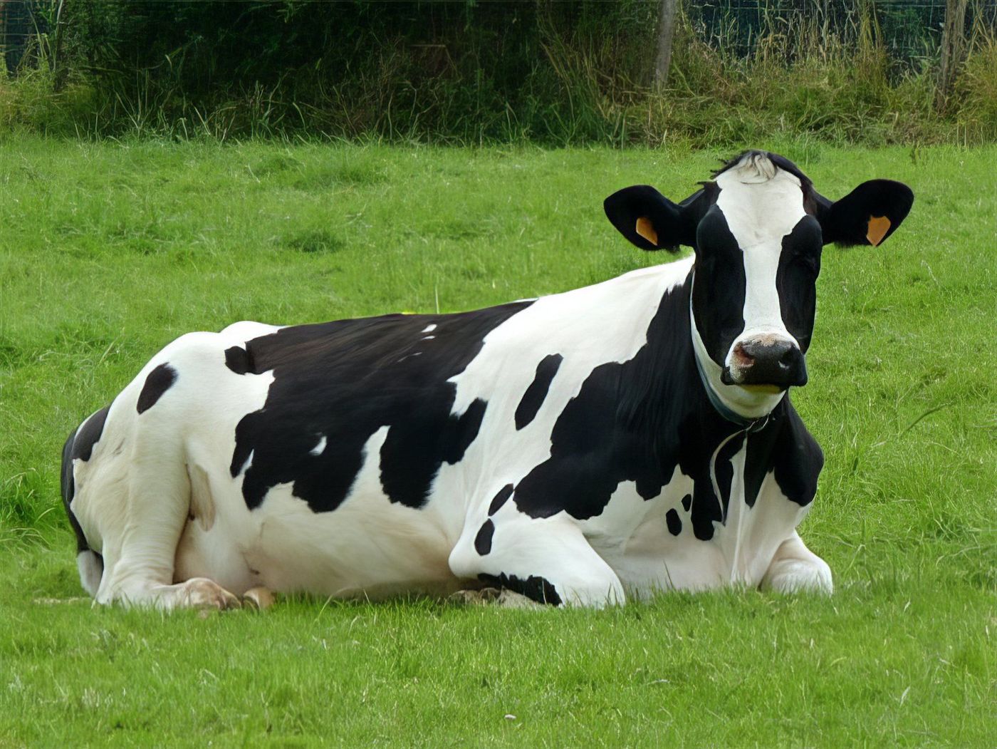 Une vache paisible