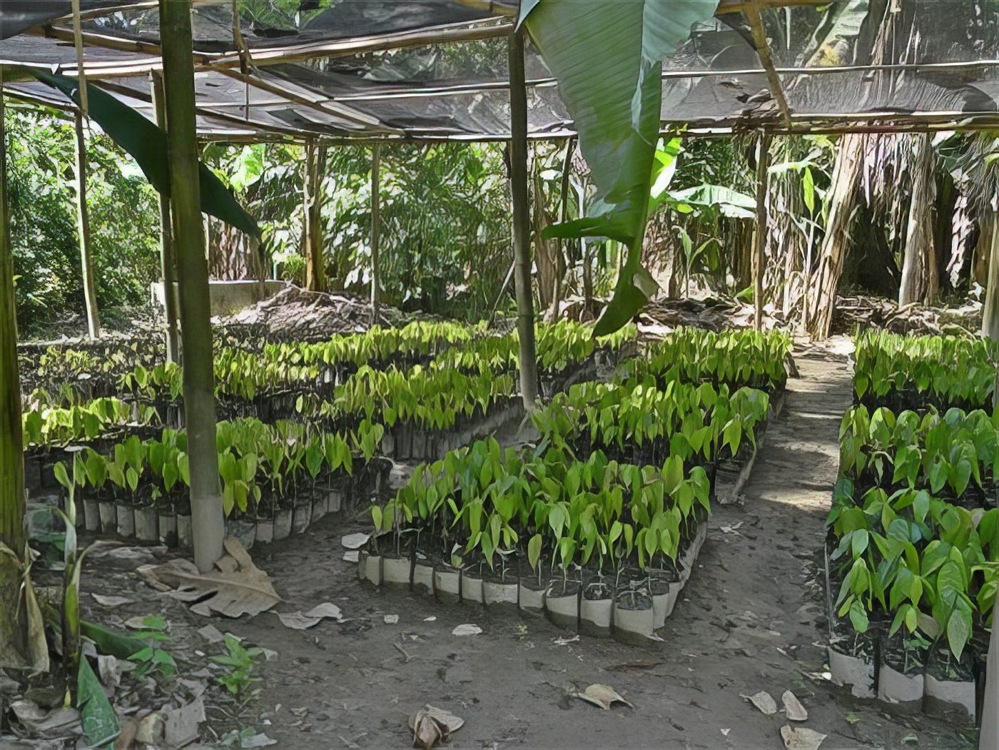 Jeunes plants de cacaoyers