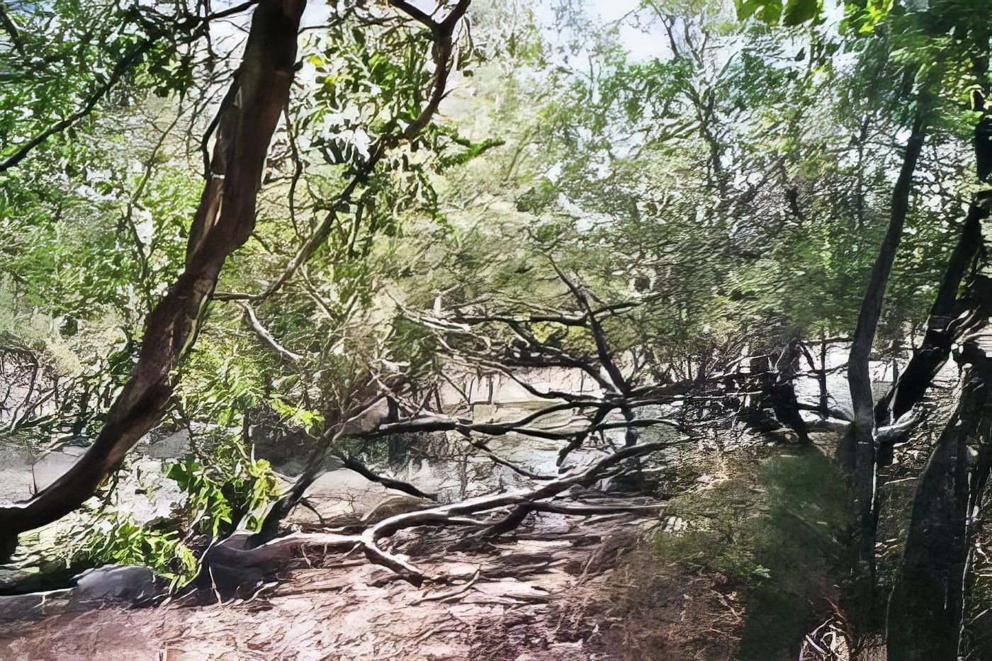 Mangrove impénétrable