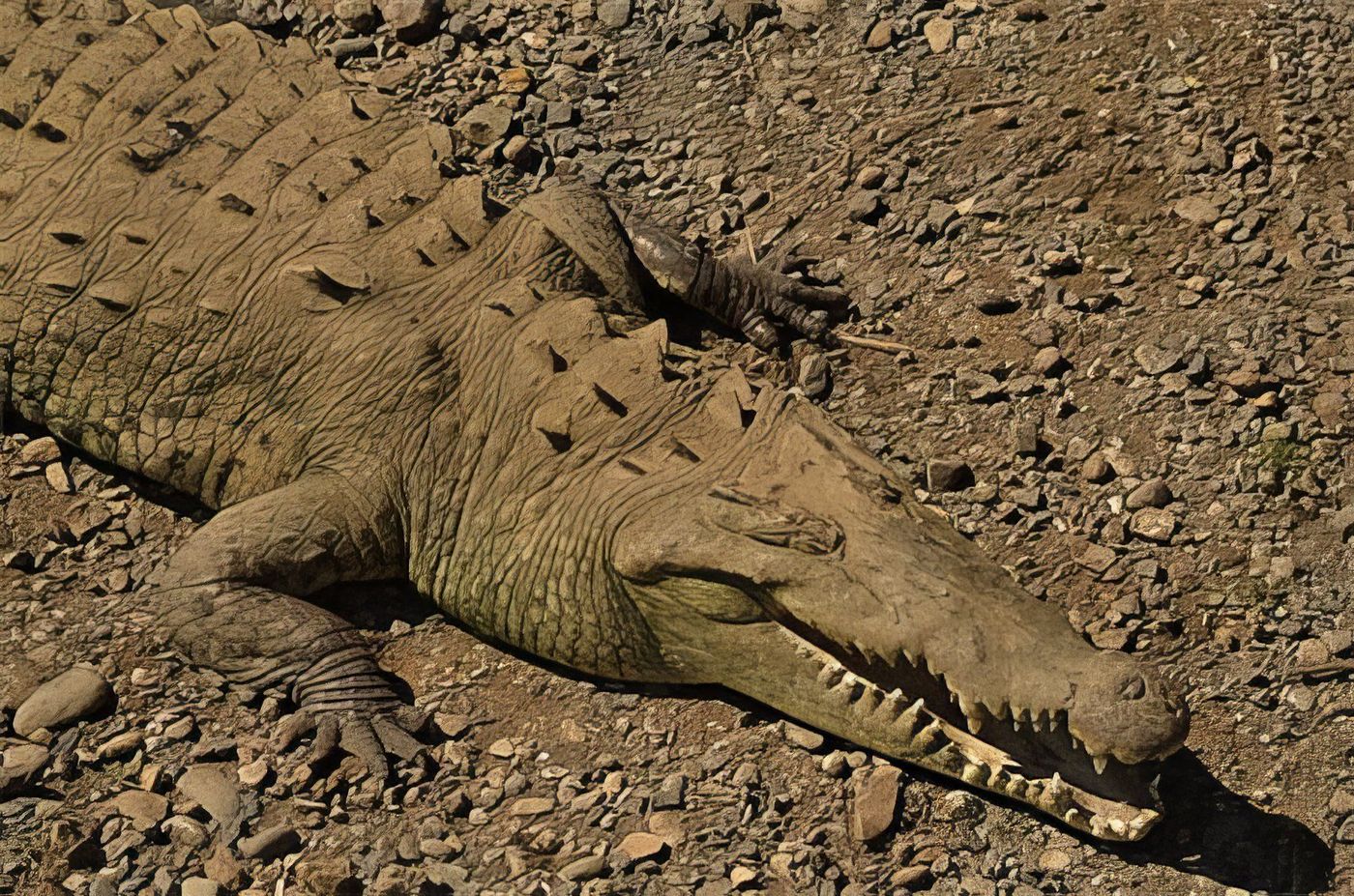 Portrait d'un crocodile