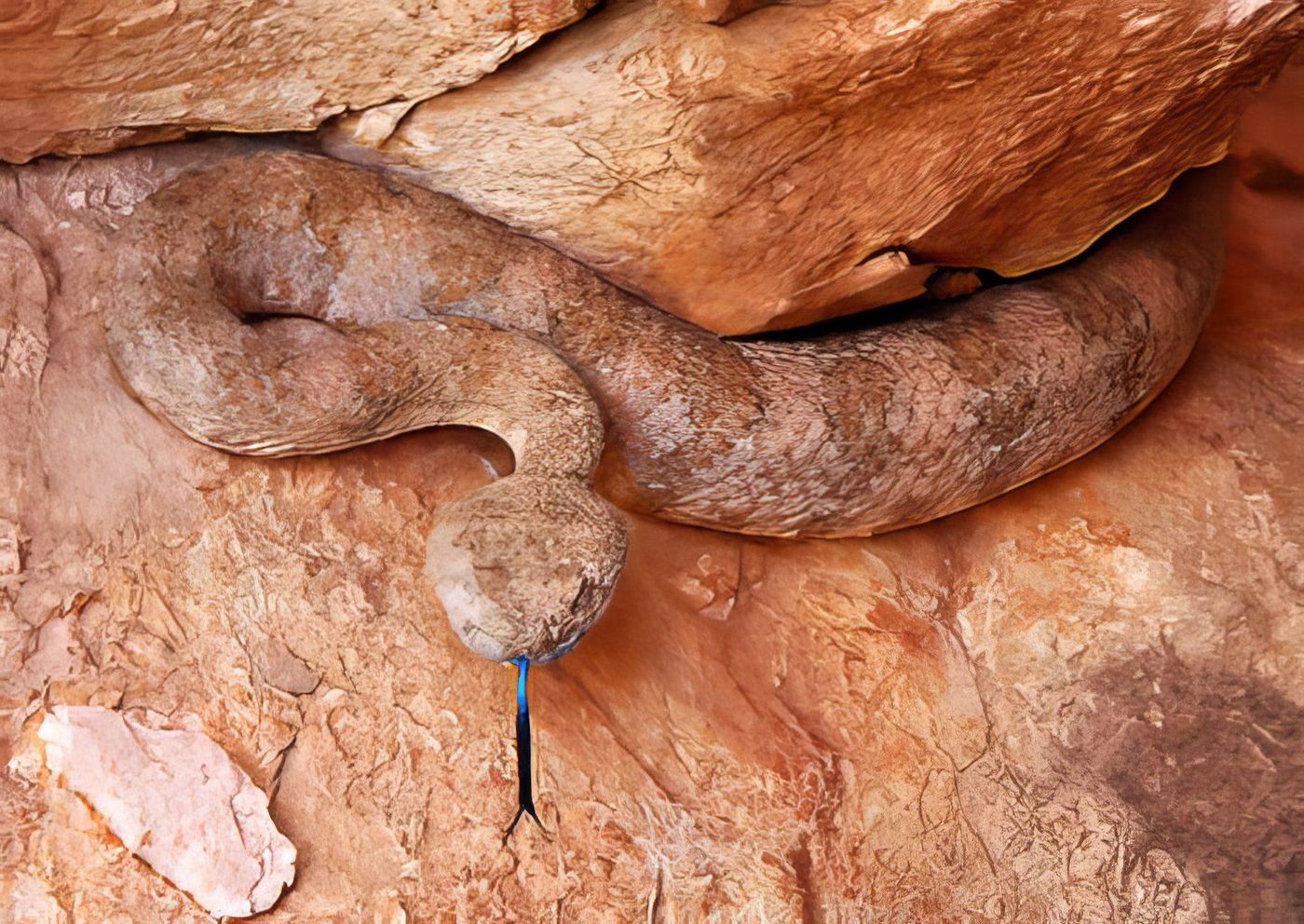 Serpent à sonnette impoli