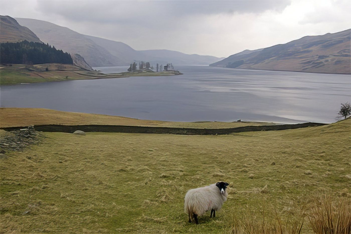 Mouton devant Haweswater