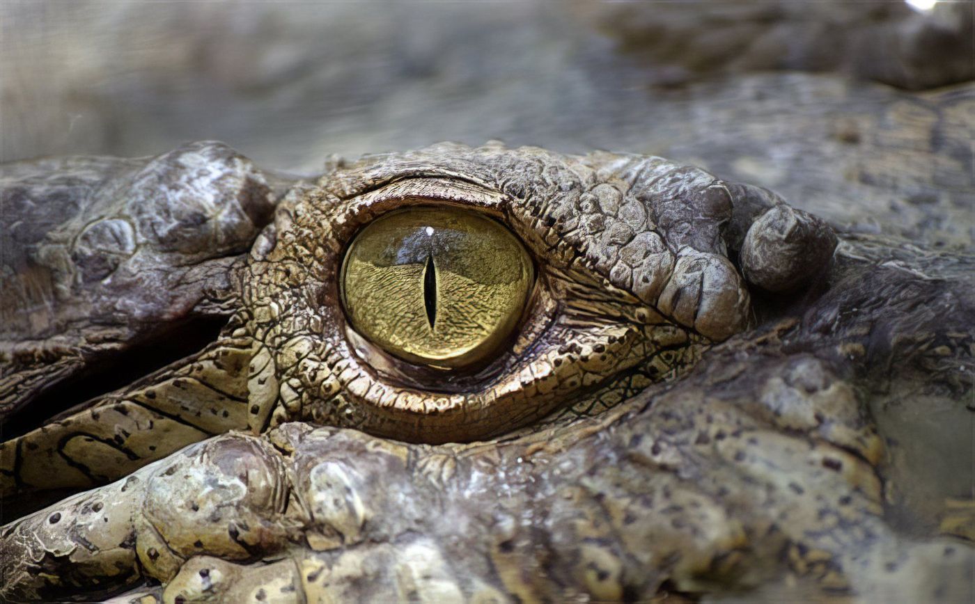 Dans l'oeil du Crocodile