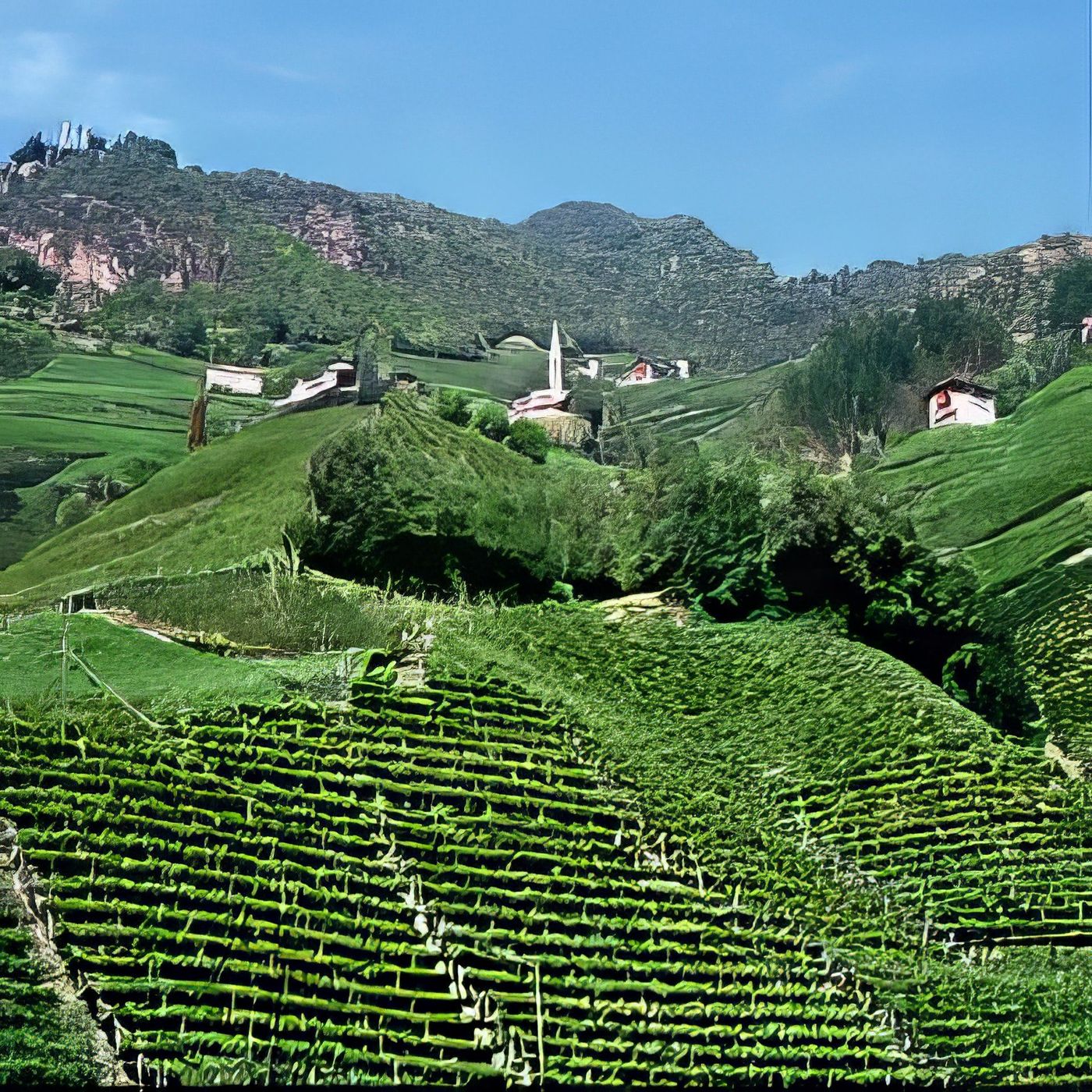 Vignes de Bolzano