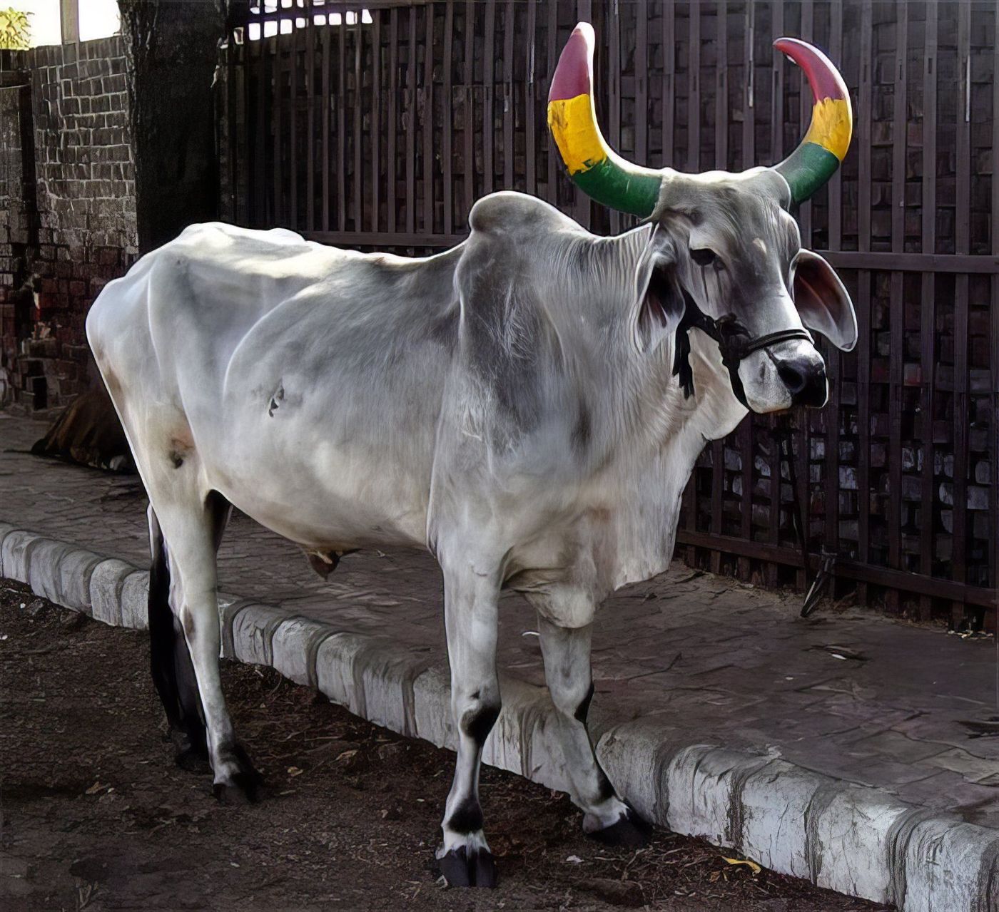 Vache tricolore