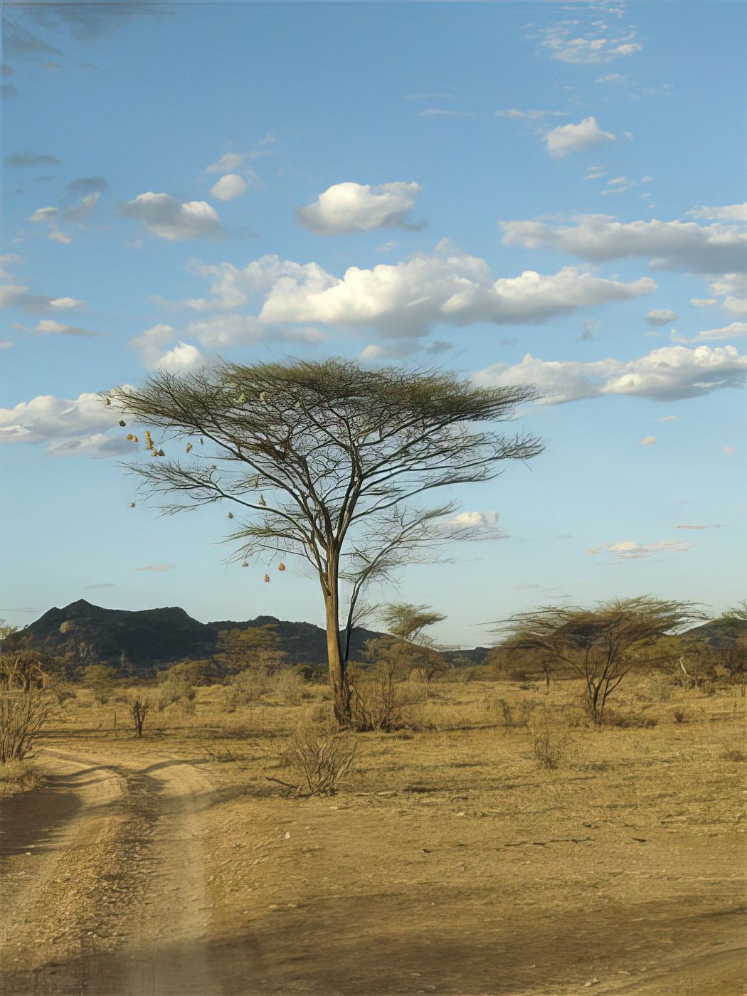 Réserve nationale de Samburu