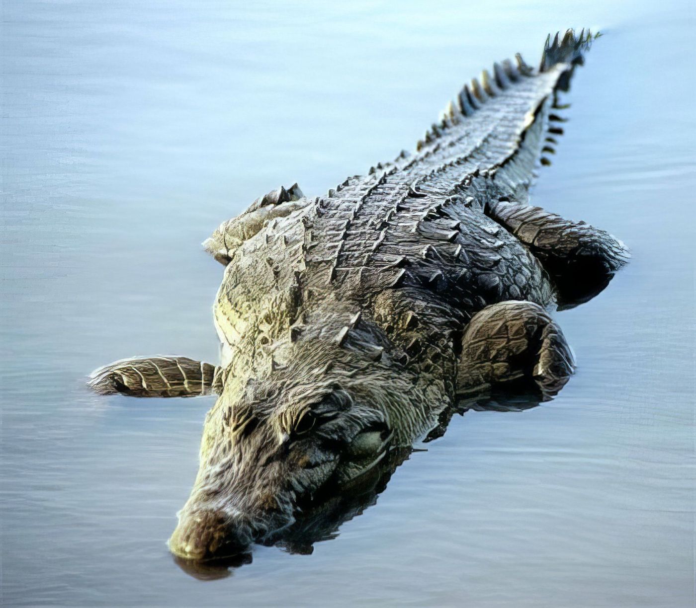 Crocodile - Mare de Sabou