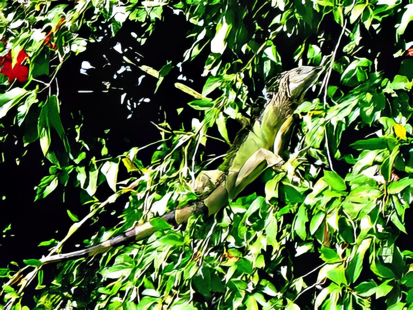 Iguane près de Liberia