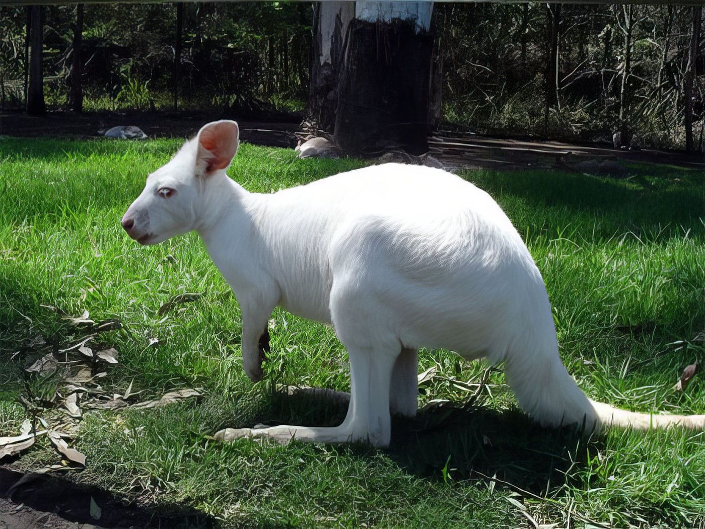 Kangourou albinos