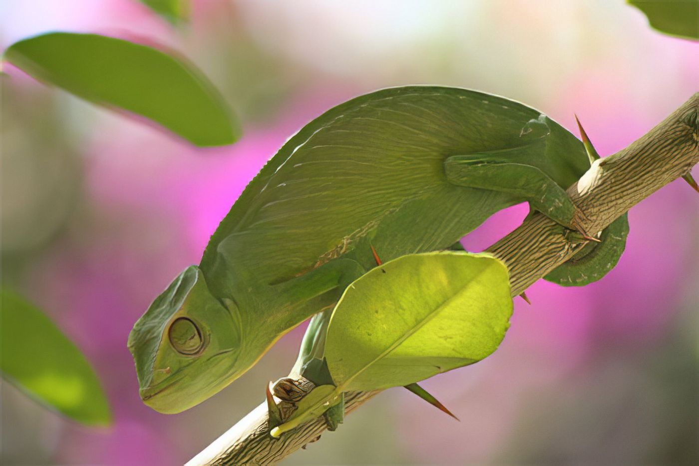 Un caméléon dans les manguiers