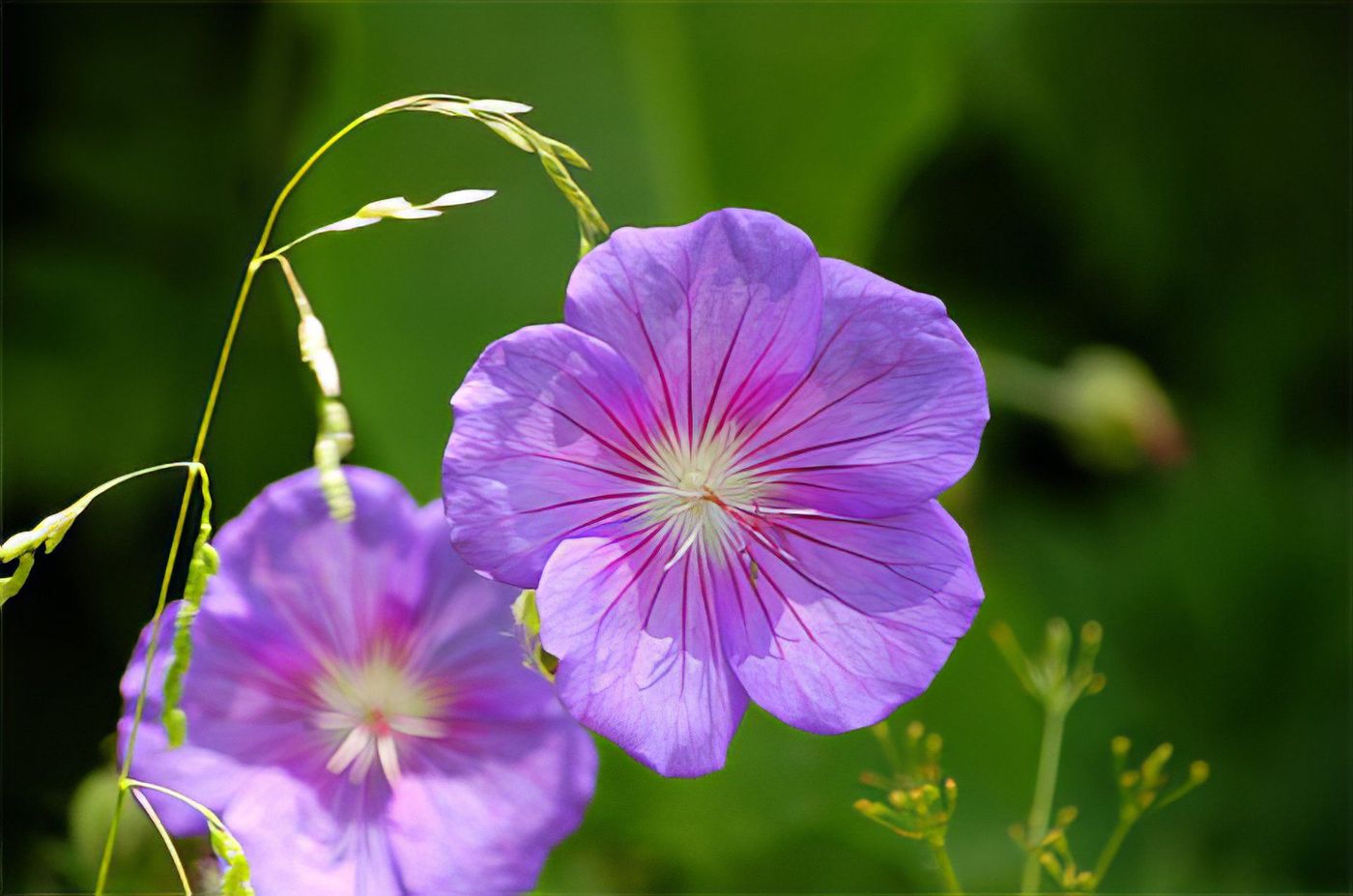 Le coquelicot bleu himalayien