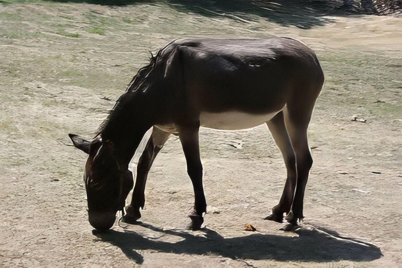 Un âne de Bulgarie