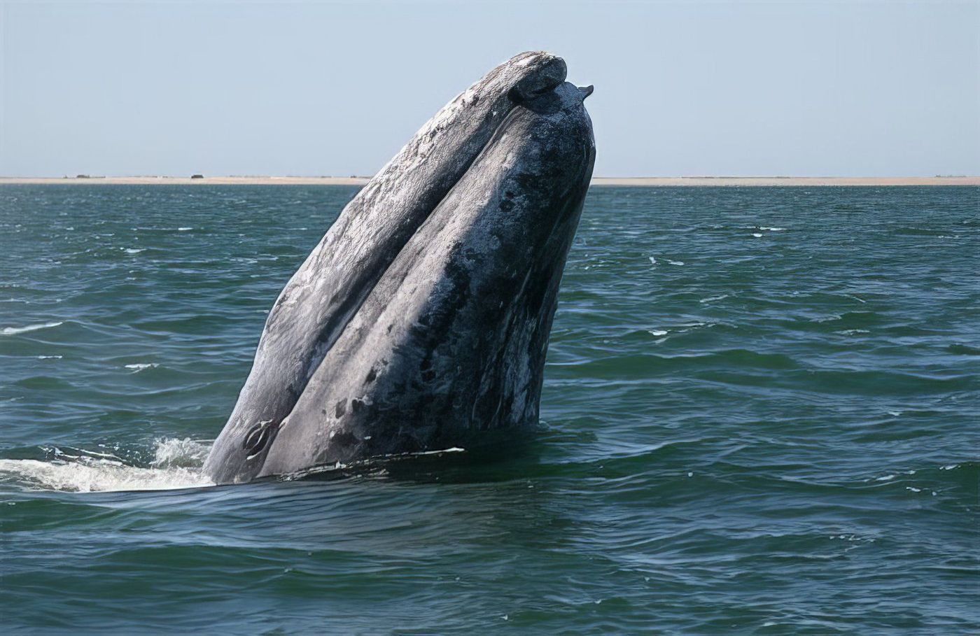 Baleine grise en Basse Californie