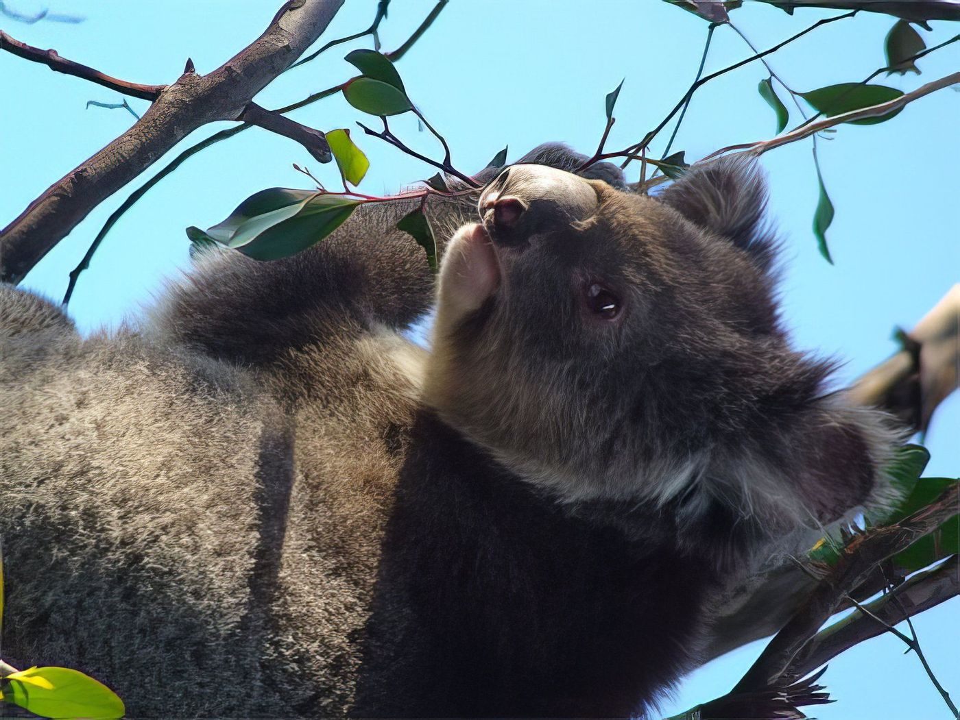 Koala en liberté sur son Eucalyptus