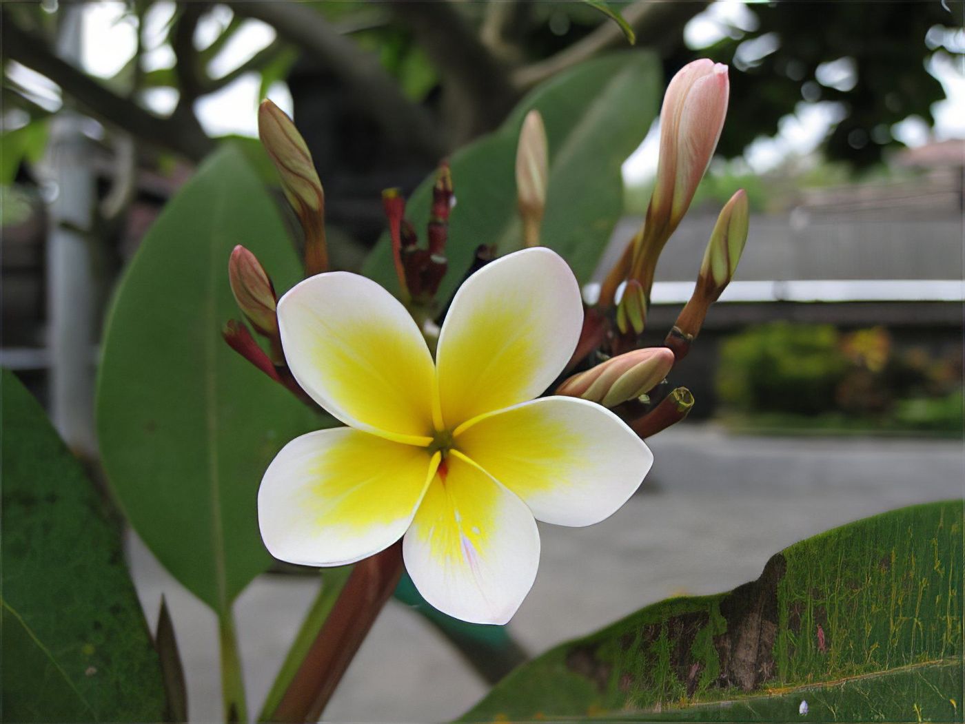 Fleur de frangipanier à côté du Pura Tanah Lot