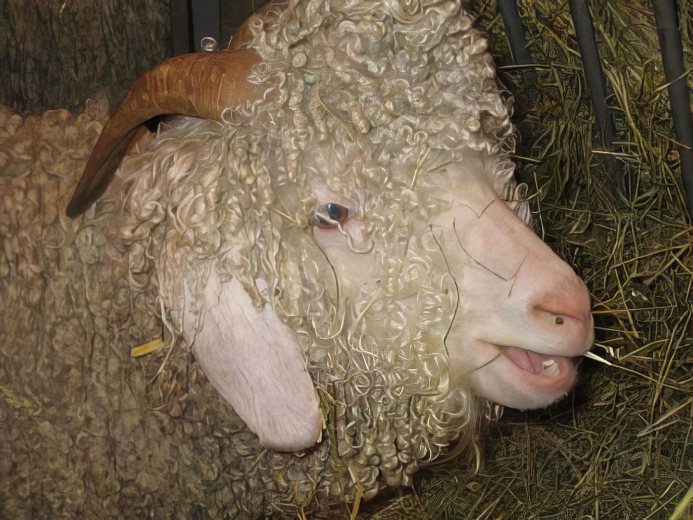Mouton au Salon de l'agriculture