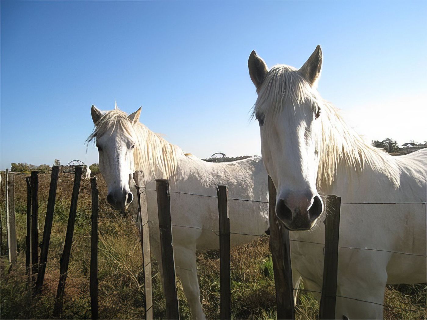 Chevaux