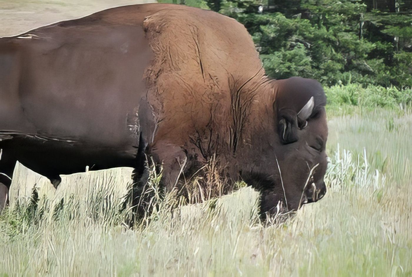 Bison à national bison range