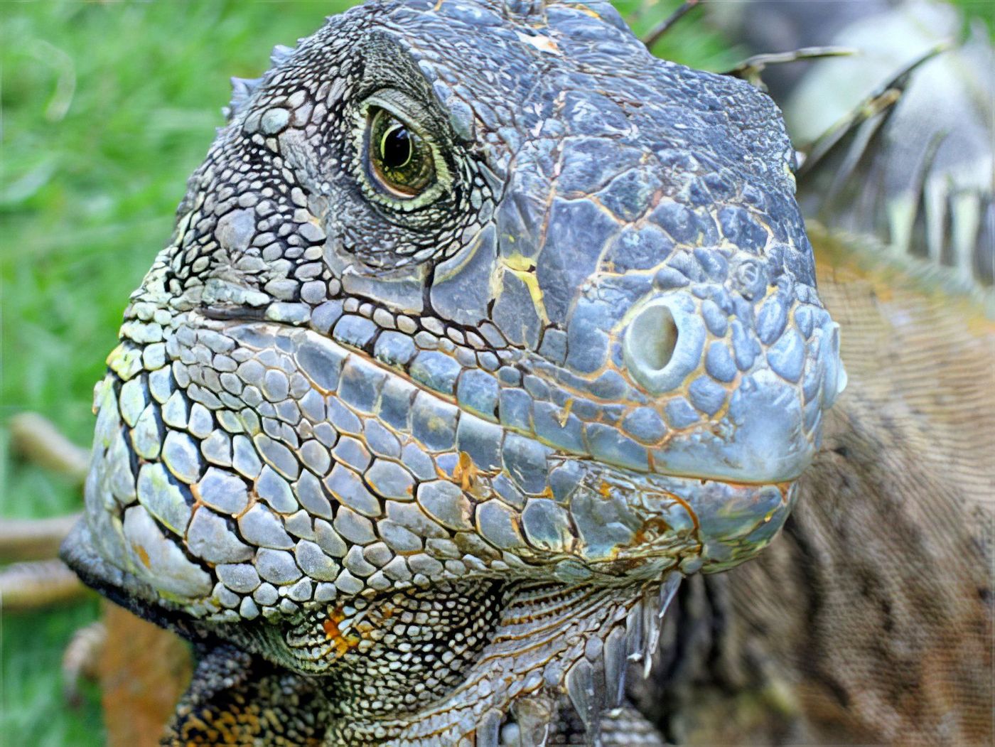 Iguane en liberté dans un parc à Guayaquil