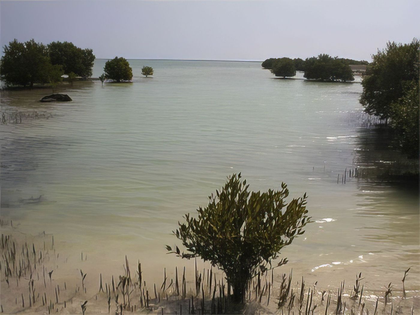 La mangrove d'Al Takhira