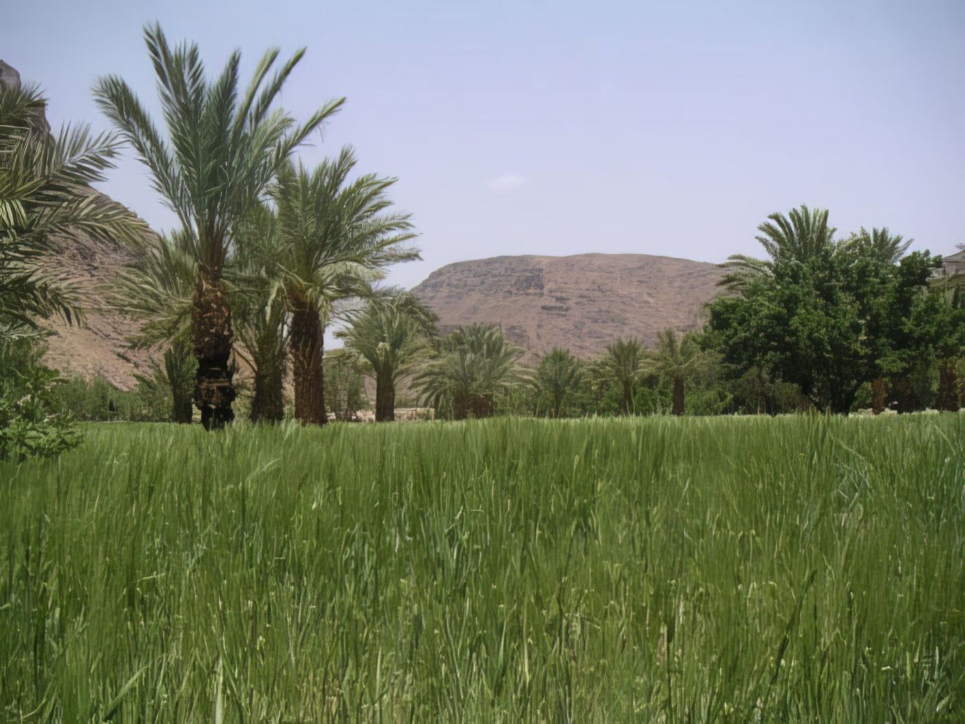 Palmeraie
