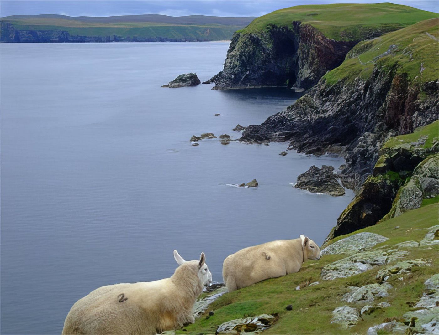 Moutons accrochés à la falaise à Strathy Point