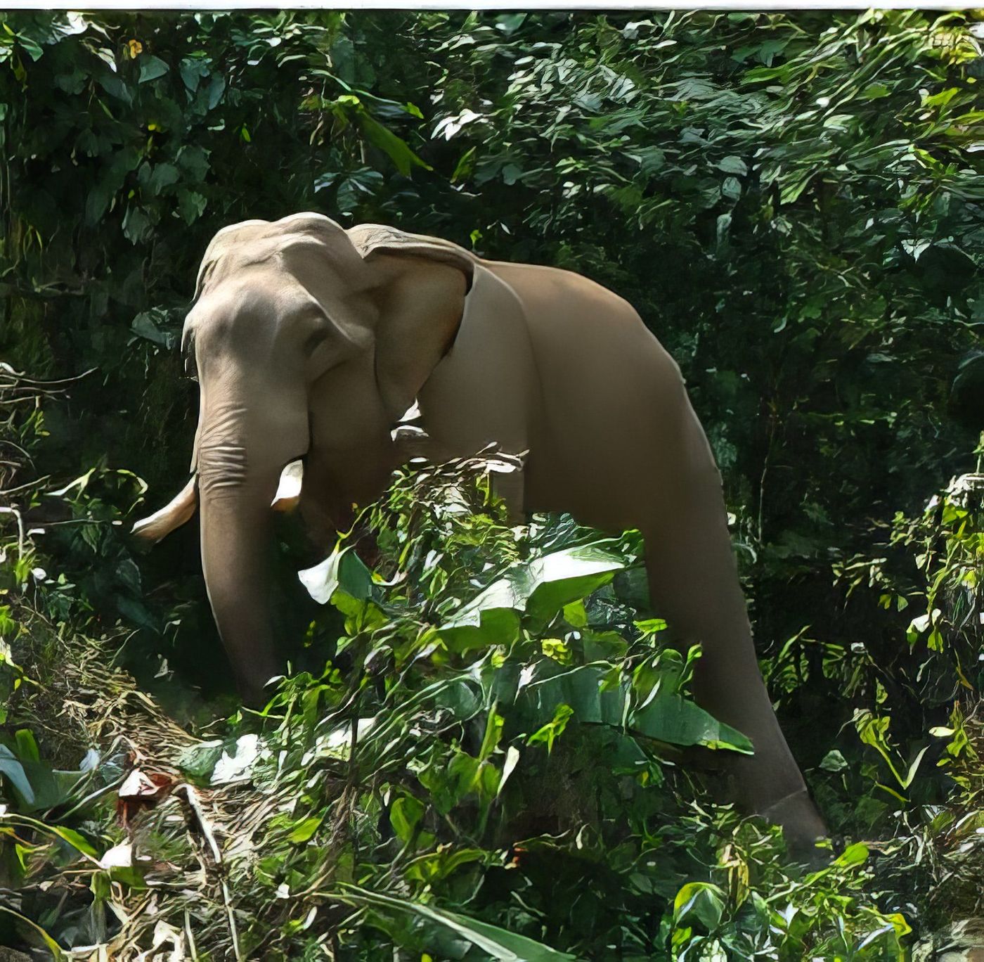 Dans la jungle thaïlandaise Mae Sariang