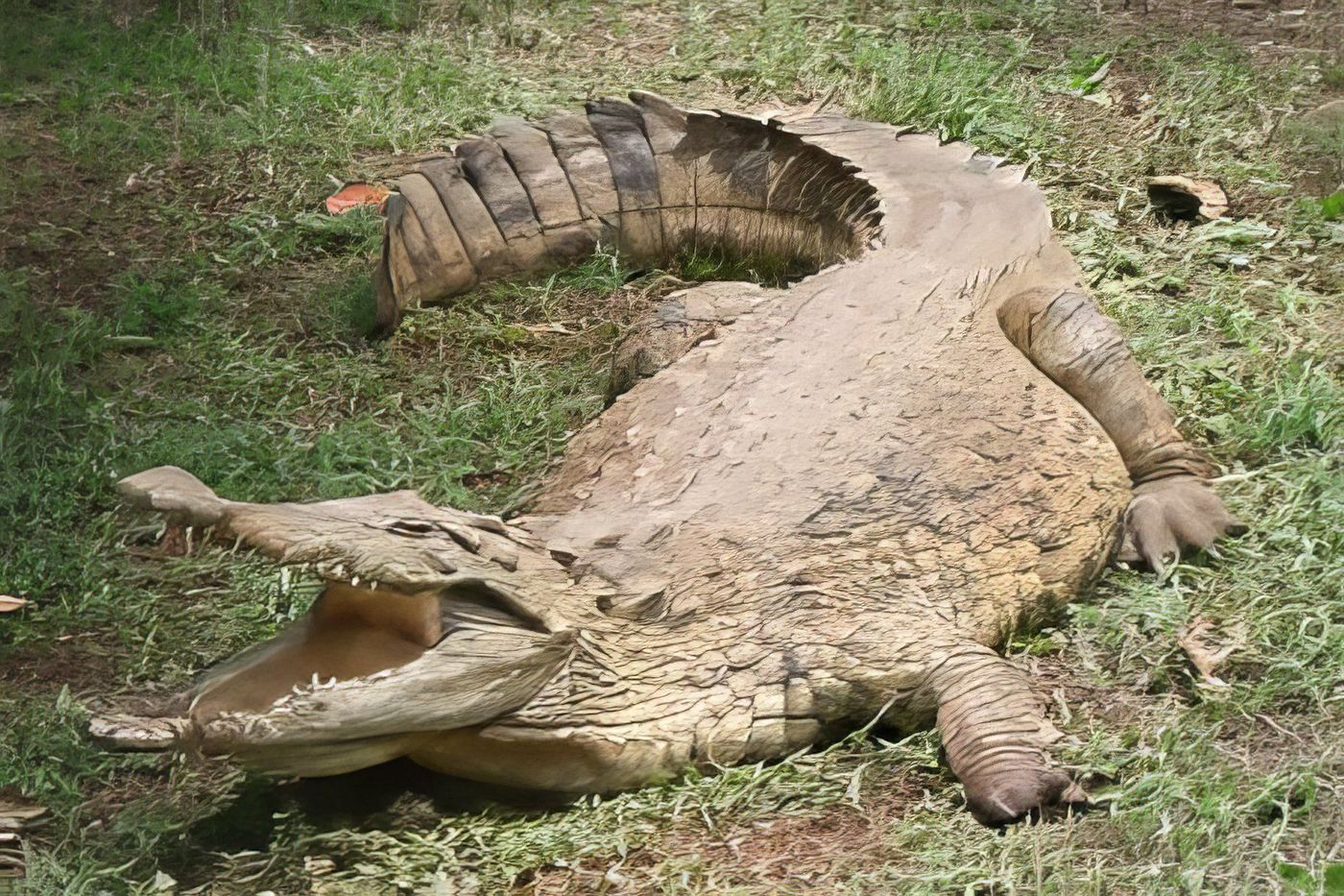 Beau crocodile!