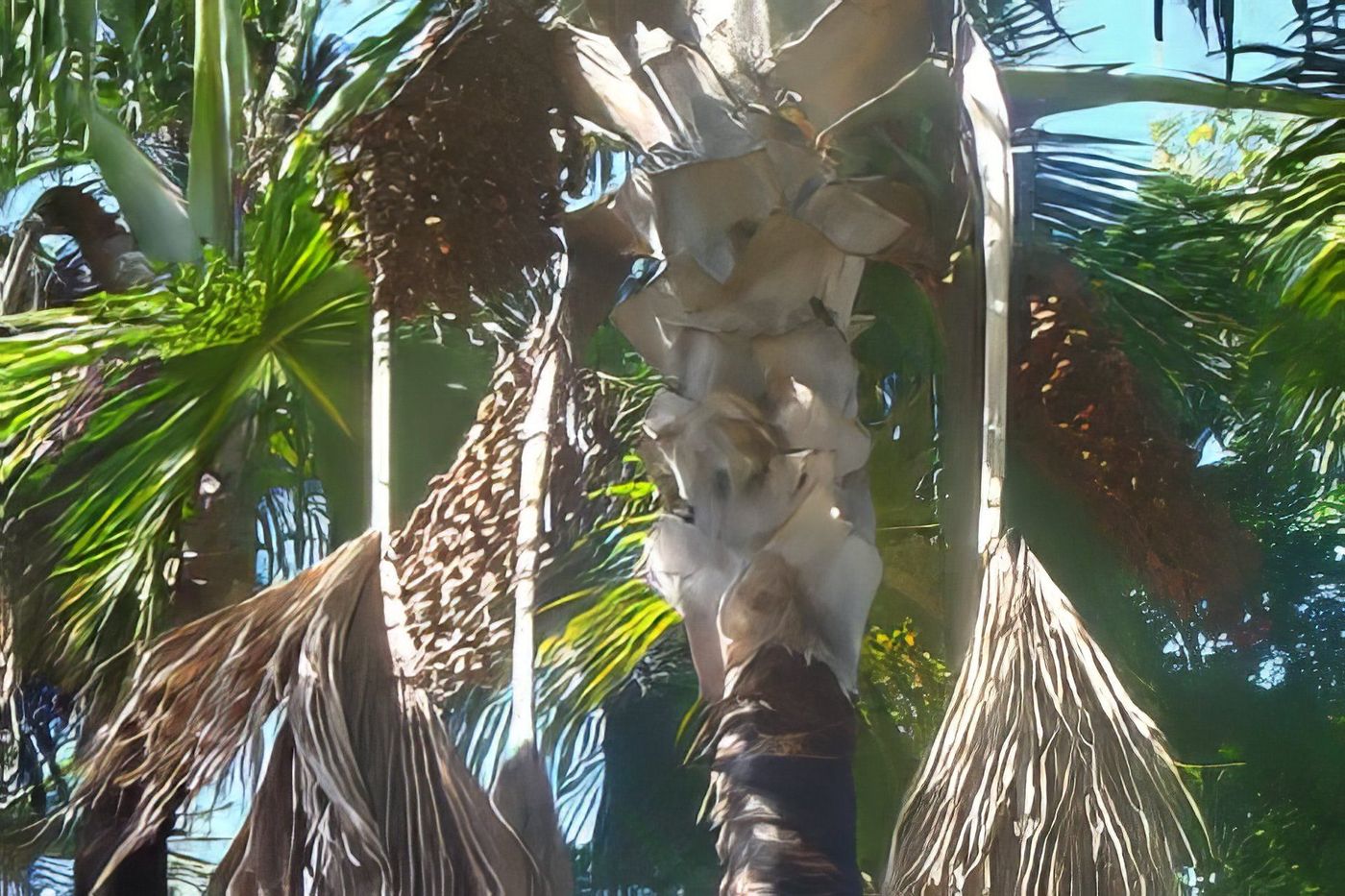 Le palmier bache